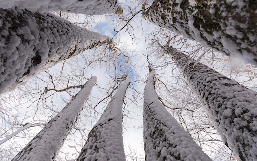 Looking Up at Snowy Trees  from Chrome web store to be run with OffiDocs Chromium online