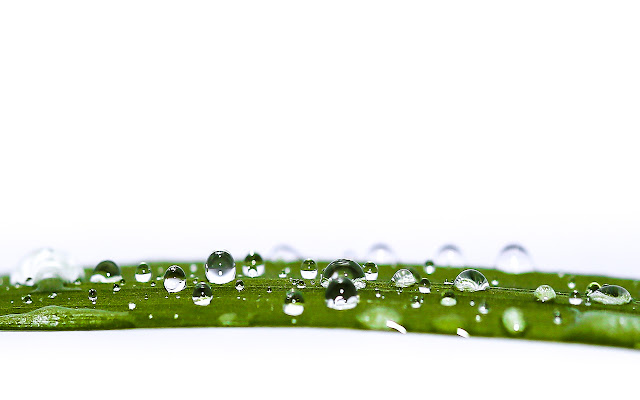 Lots of water drops on green reed  from Chrome web store to be run with OffiDocs Chromium online