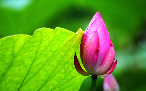 Lotus and Dawn  from Chrome web store to be run with OffiDocs Chromium online