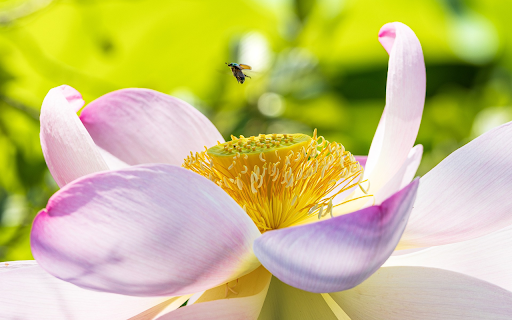 Lotus and small dais  from Chrome web store to be run with OffiDocs Chromium online