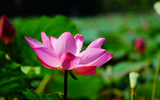 Lotus and Sun  from Chrome web store to be run with OffiDocs Chromium online