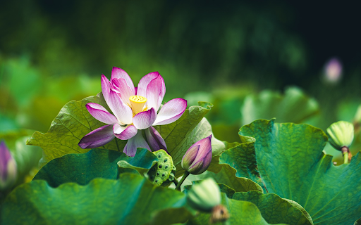 Lotus blooms  from Chrome web store to be run with OffiDocs Chromium online