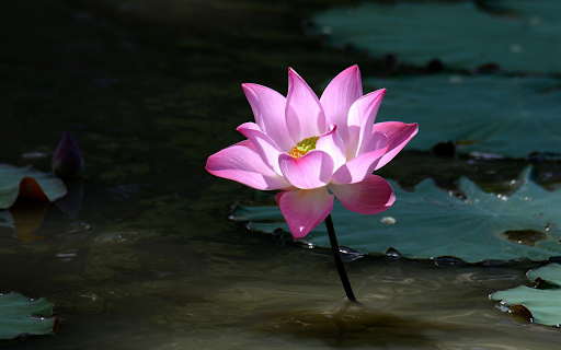 Lotus blooms in the middle of the lagoon  from Chrome web store to be run with OffiDocs Chromium online