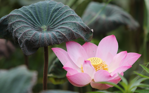 Lotus blooms with curly leaves  from Chrome web store to be run with OffiDocs Chromium online