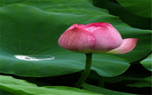 Lotus bud wallpaper  from Chrome web store to be run with OffiDocs Chromium online