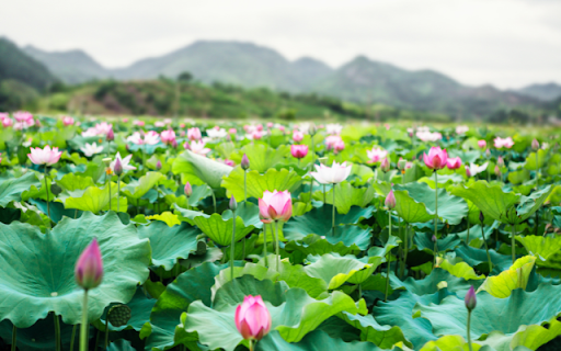 Lotus Flower Pond  from Chrome web store to be run with OffiDocs Chromium online