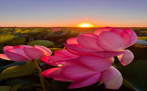 Lotus flower welcomes the sunset wallpaper  from Chrome web store to be run with OffiDocs Chromium online