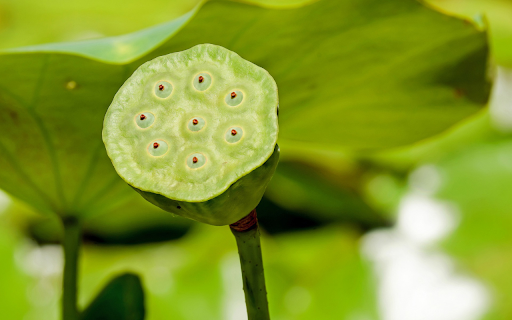 Lotus fruit  from Chrome web store to be run with OffiDocs Chromium online
