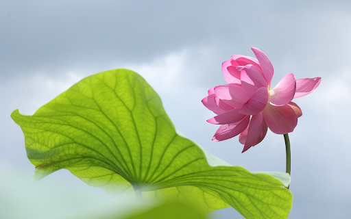 Lotus in the wind  from Chrome web store to be run with OffiDocs Chromium online