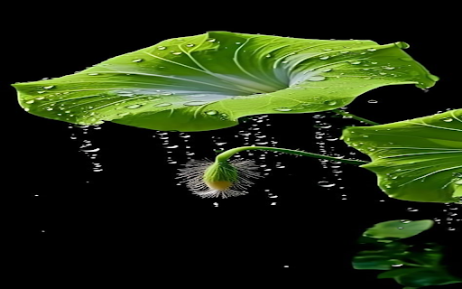 Lotus leaf wallpaper  from Chrome web store to be run with OffiDocs Chromium online