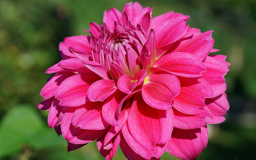 Lotus petal dahlia  from Chrome web store to be run with OffiDocs Chromium online