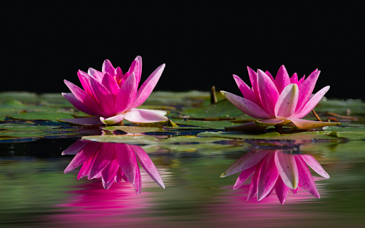 Lotus Reflection Theme  from Chrome web store to be run with OffiDocs Chromium online