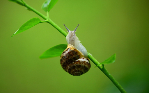 Lotus snails climb trees  from Chrome web store to be run with OffiDocs Chromium online