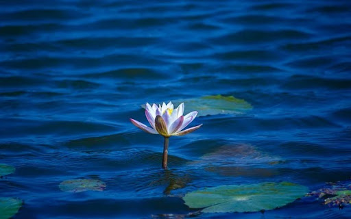 LOTUS Theme  from Chrome web store to be run with OffiDocs Chromium online