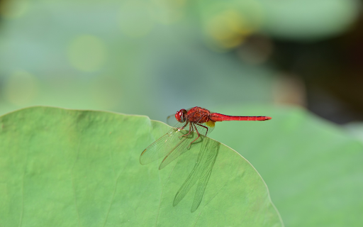 Lotus winged dragonfly  from Chrome web store to be run with OffiDocs Chromium online