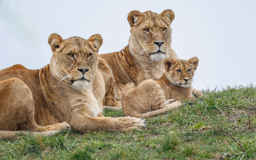 Lovely lion family  from Chrome web store to be run with OffiDocs Chromium online