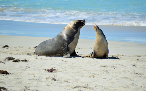 Lovely Sea Lions  from Chrome web store to be run with OffiDocs Chromium online