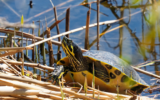 Lovely Turtle  from Chrome web store to be run with OffiDocs Chromium online
