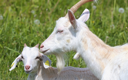 Lovely white goat mother  from Chrome web store to be run with OffiDocs Chromium online