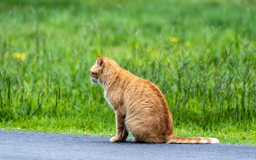 Lovely yellow cat  from Chrome web store to be run with OffiDocs Chromium online
