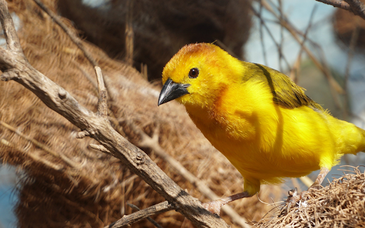 Lovely yellow feathered bird  from Chrome web store to be run with OffiDocs Chromium online