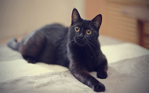 lucky black cat  from Chrome web store to be run with OffiDocs Chromium online