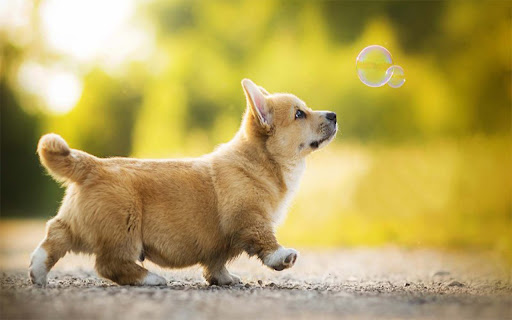 lucky brown dog  from Chrome web store to be run with OffiDocs Chromium online