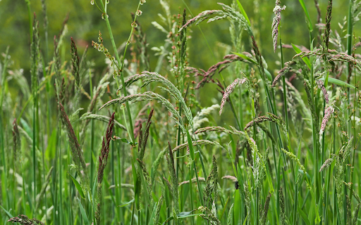 Lush grass and trees  from Chrome web store to be run with OffiDocs Chromium online