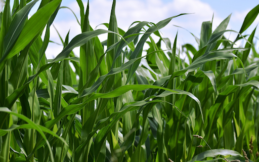 Lush Green Corn Field  from Chrome web store to be run with OffiDocs Chromium online