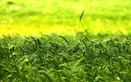 Lush green rice fields  from Chrome web store to be run with OffiDocs Chromium online