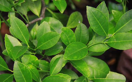 Lush lemon tree  from Chrome web store to be run with OffiDocs Chromium online