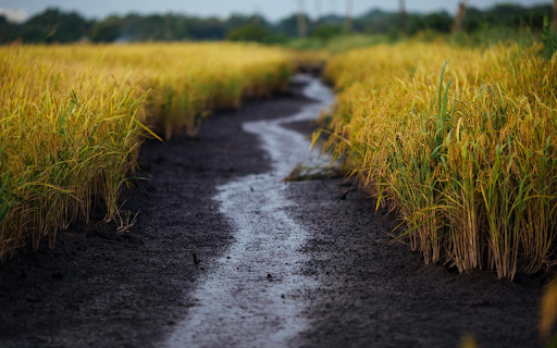 Lush Rice Fields  from Chrome web store to be run with OffiDocs Chromium online