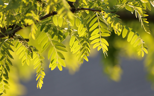 Lush tree branches  from Chrome web store to be run with OffiDocs Chromium online