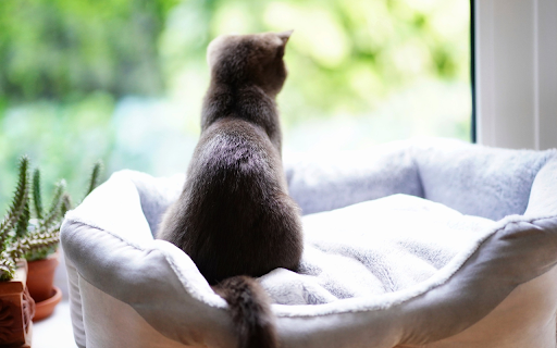 Luxurious cat nest  from Chrome web store to be run with OffiDocs Chromium online