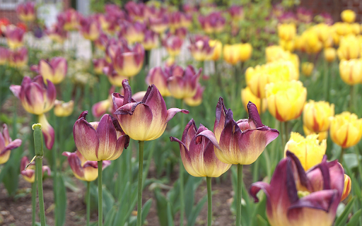 Luxurious golden brown tulips  from Chrome web store to be run with OffiDocs Chromium online