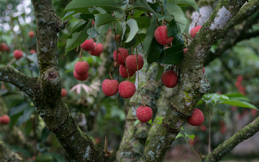 Lychee Tree  from Chrome web store to be run with OffiDocs Chromium online