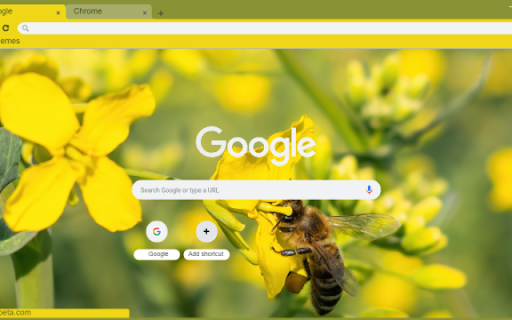 Macro Honey Bee on Flower  from Chrome web store to be run with OffiDocs Chromium online