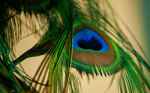 Macro Peacock Feather  from Chrome web store to be run with OffiDocs Chromium online