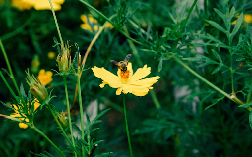 Macro Photography of a Flower  from Chrome web store to be run with OffiDocs Chromium online
