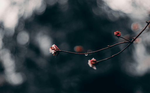 Macro Photography Of Red Flower Buds  from Chrome web store to be run with OffiDocs Chromium online