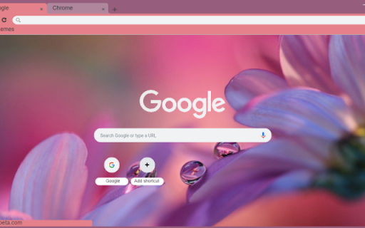 Macro Water Droplets on Flower  from Chrome web store to be run with OffiDocs Chromium online