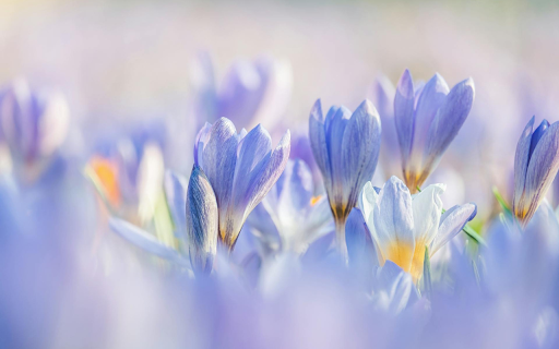 Magical flower garden  from Chrome web store to be run with OffiDocs Chromium online