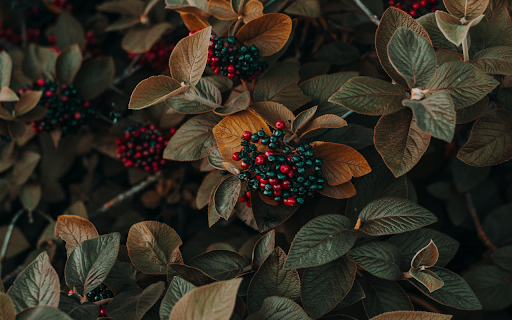 Magic Leaf  from Chrome web store to be run with OffiDocs Chromium online
