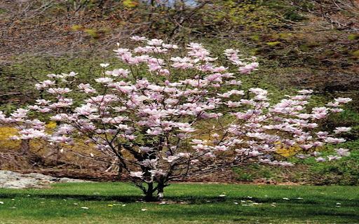 magnolia tree wallpaper  from Chrome web store to be run with OffiDocs Chromium online