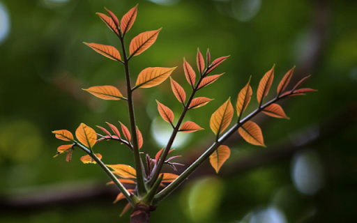Mahogany  from Chrome web store to be run with OffiDocs Chromium online
