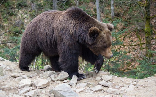 Majestic Bear in the Forest Theme – A Symbol of Strength and Wilderness  from Chrome web store to be run with OffiDocs Chromium online