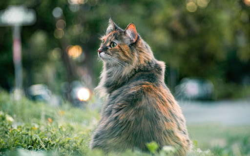 Majestic City Cat  from Chrome web store to be run with OffiDocs Chromium online