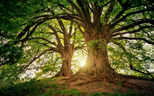 Majestic Natures Canopy  from Chrome web store to be run with OffiDocs Chromium online