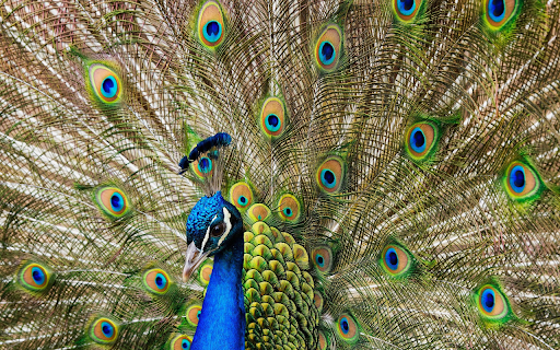 Majestic Peacock Display  from Chrome web store to be run with OffiDocs Chromium online