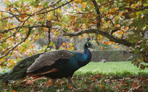 Majestic Peacock in Vibrant Autumn Forest Scene  from Chrome web store to be run with OffiDocs Chromium online